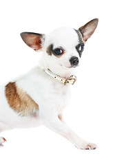 Image showing Portrait, dog or chihuahua in studio isolated on a white background for animal care or companion. Puppy, pet and loyalty with an adorable little purebred canine on a backdrop for trust or friendship