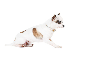 Image showing Dog, pet or chihuahua in studio isolated on a white background for animal care or companion. Puppy, young and loyalty with an adorable little purebred canine on a backdrop for trust or friendship