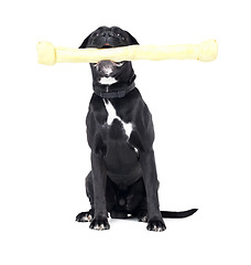 Image showing Toy, pet and dog in a studio for playing, training or teaching with equipment for motivation or reward. Positive, product and black puppy animal sitting with big chew material by white background.