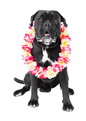 Image showing Flowers, pet and dog in a studio for playing, training or teaching with equipment for motivation or reward. Positive, lei and black puppy animal sitting with floral necklace by white background.