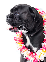 Image showing Flowers, pet and dog in studio for playing, training or teaching with equipment for motivation or reward. Positive, hawaiian lei and black puppy animal sit with floral necklace by white background.