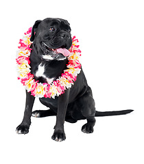 Image showing Floral, pet and dog in a studio for playing, training or teaching with equipment for motivation or reward. Positive, lei and black puppy animal sitting with flower necklace by white background.