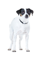 Image showing Dog, family pet and portrait white background animal care, coat health and domestic puppy. Jack russell, face and collar mockup space in studio for loyalty terrier love, adoption companion and safety