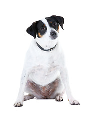 Image showing Dog, pet and portrait white background animal care, coat health and domestic puppy. Jack russell, face and collar mockup space in studio for family loyalty terrier love, adoption companion and safety