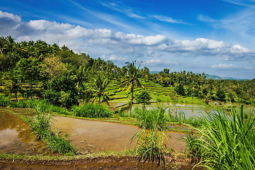 Image showing Green rice terraces