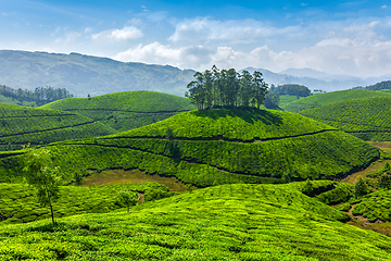 Image showing Tea plantations, India