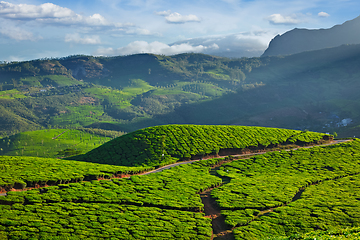 Image showing Tea plantations, India