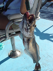 Image showing Fish, hook and catch dead on boat or raw protein for nature meal, hungry or animal scales. Seafood, tongue and water or relax river hobby for fresh bait reel in ocean for eating, market or activity