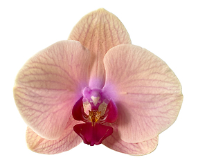 Image showing beautiful orchid flower