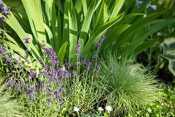 Image showing beautiful flower bed