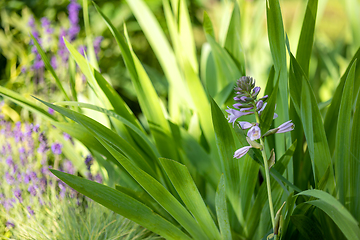 Image showing beautiful flower bed