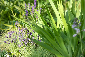 Image showing beautiful flower bed