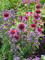 Image showing pink echinacea and oregano