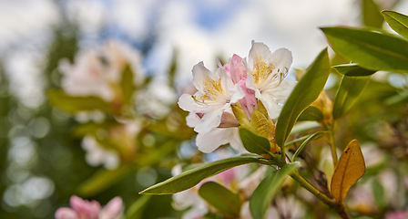 Image showing Rhododendron - garden flowers in May