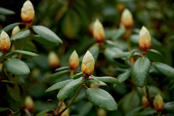 Image showing Rhododendron - garden flowers in May