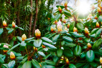 Image showing Rhododendron - garden flowers in May