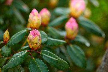 Image showing Rhododendron - garden flowers in May