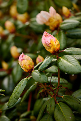 Image showing Rhododendron - garden flowers in May