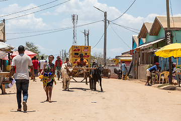 Image showing A zebu cart carries malagasy beer on a dusty road on a hot day. Belo Sur Tsiribihina, Madagascar