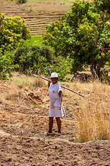 Image showing Woman farmer works in a field. Andringitra mountain, Madagascar