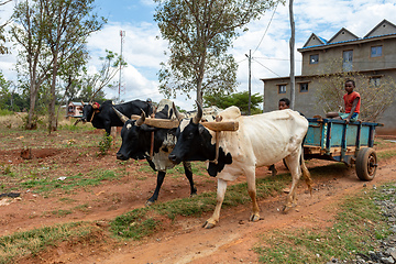 Image showing Traditional zebu carriage on the road. The zebu is widely used as a draft animal in Madagascar.