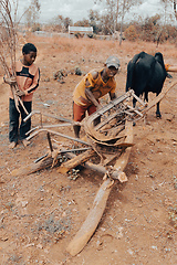 Image showing Malagasy farmer, with the help of his sons, engages the plow with the zebu. Agriculture is one of the main means of livelihood in the countryside.