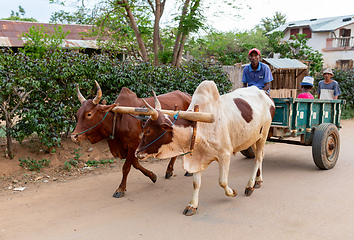 Image showing Cart drawn by a zebu on the street. Miandrivazo, Madagascar