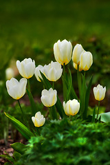 Image showing White tulips in my garden. Beautiful white tulips in my garden in early springtime.