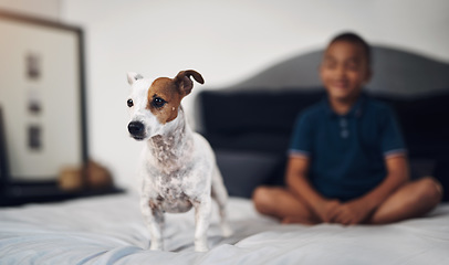 Image showing No girls or cats allowed. an adorable little boy playing with his pet dog on the bed at home.