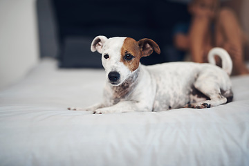 Image showing The cute factor just went up in here. an adorable dog relaxing on a bed at home.