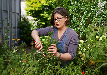 Image showing Caring for her garden. A middle-aged woman trimming plants in her garden.