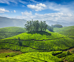 Image showing Tea plantations