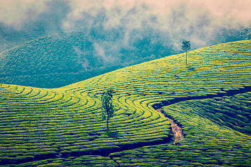 Image showing Green tea plantations in Munnar, Kerala, India