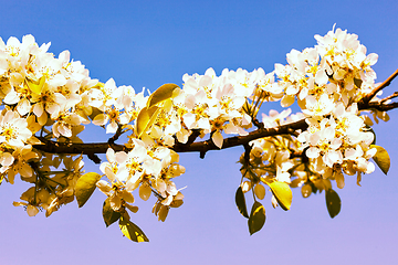Image showing Apple tree blossoming branch