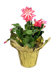 Image showing Potted pink Christmas