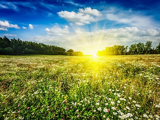 Image showing Summer blooming meadow field