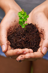 Image showing Caring for the future. a young womans hands holding a seedling.