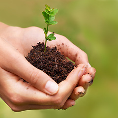 Image showing Holding new life. a young womans hands holding a seedling.