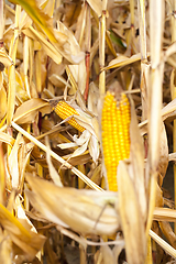 Image showing corn agricultural field