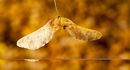 Image showing autumn nature