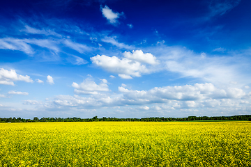 Image showing Spring summer background canola field and blue sky