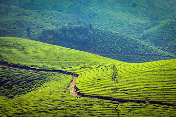 Image showing Green tea plantations in Munnar, Kerala, India