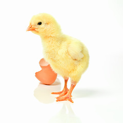 Image showing Which came first, the chicken or the egg. Studio shot of a fluffy chick standing next to an open eggshell.