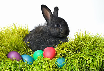 Image showing Ready for the Easter egg hunt. Studio shot of a cute rabbit on the grass with an assortment of brightly colored eggs.