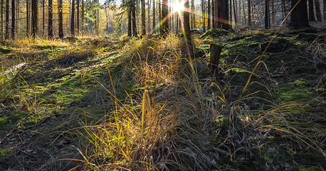 Image showing sunny evening forest