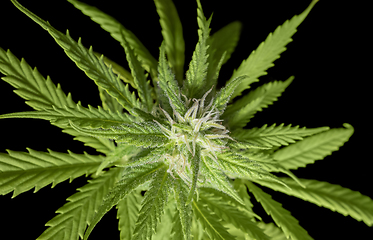 Image showing flowering cannabis plant