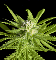 Image showing flowering cannabis plant