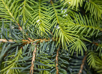 Image showing wet fir needles