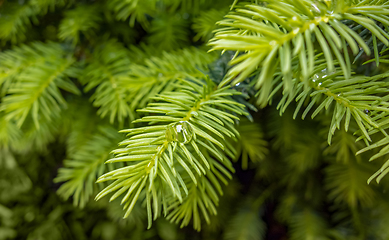 Image showing wet fir needles