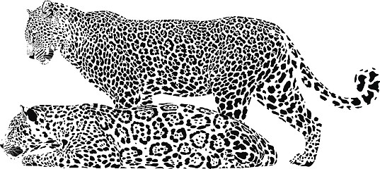 Image showing A pair of leopards